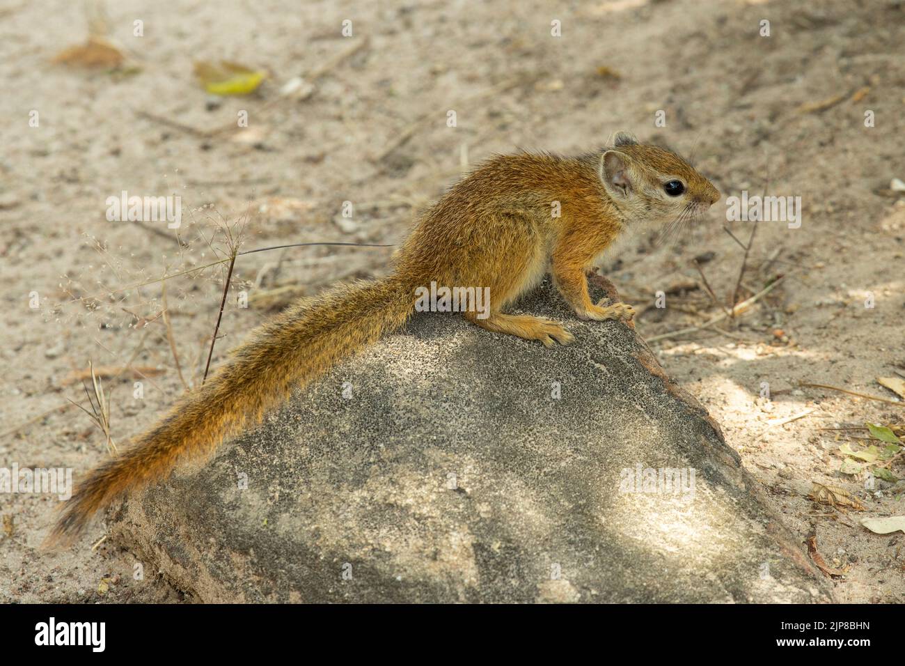 Lo scoiattolo di Bush Striped è un forager attivo sul terreno così come in su nel suo habitat arboreo usuale. Foto Stock