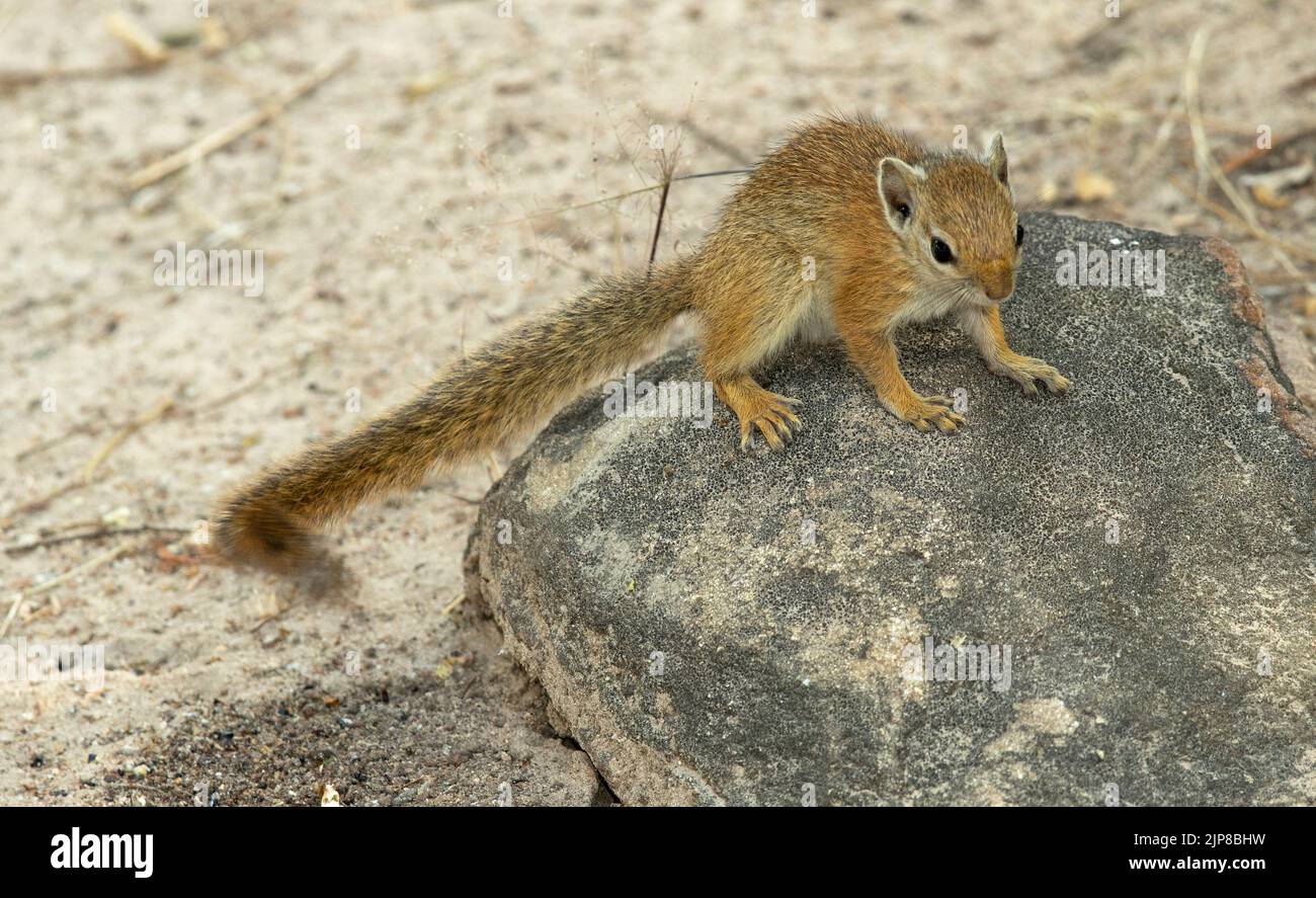 Lo scoiattolo di Bush Striped è un forager attivo sul terreno così come in su nel suo habitat arboreo usuale. Foto Stock