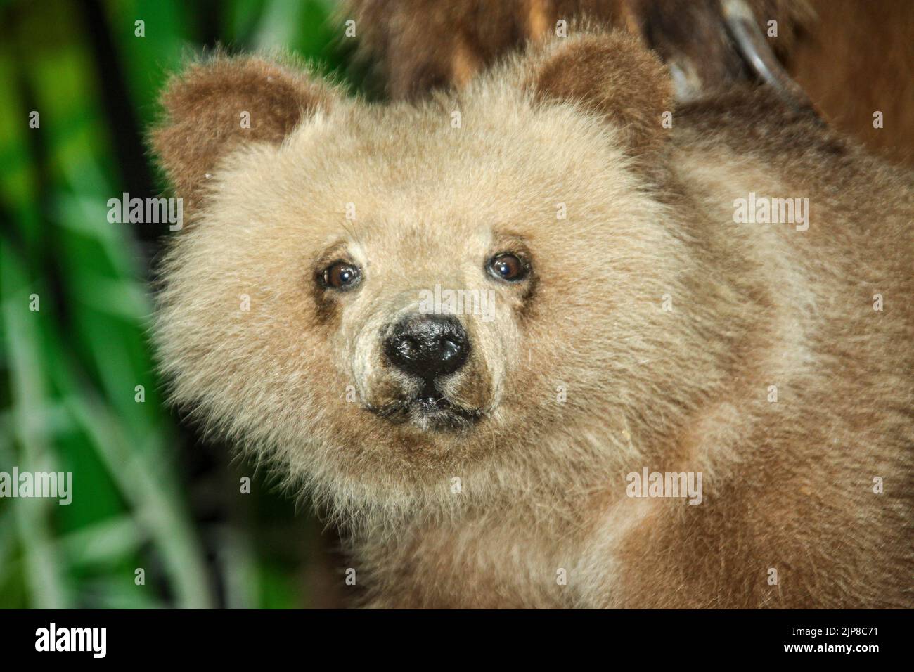 Orso bruno (Ursus arctos) Animali stuffed al Museo di Storia Naturale di Haines, Alaska Foto Stock