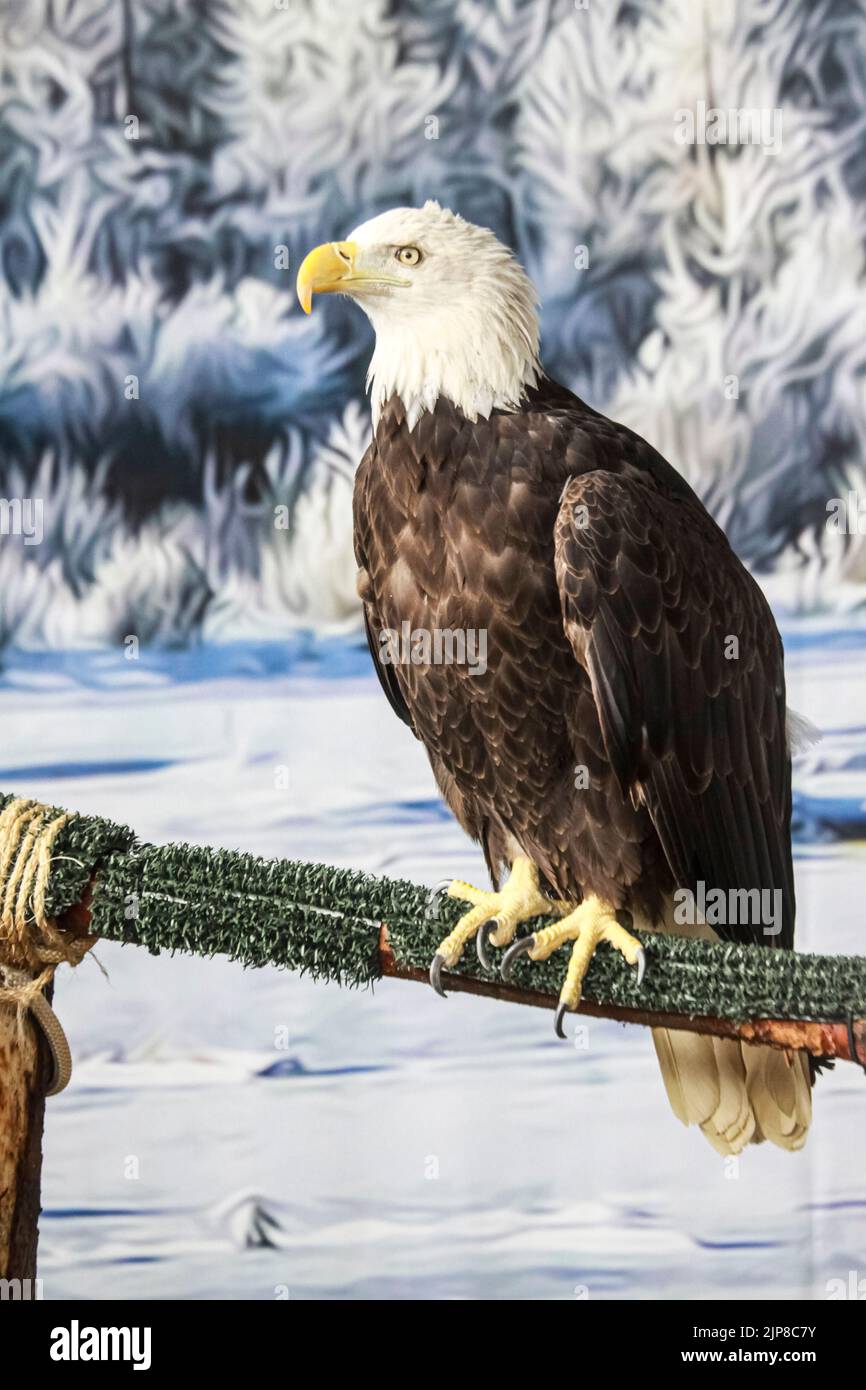Aquila calva americana (Haliaeetus leucocephalus) in mostra al Museo di Storia Naturale di Haines, Alaska Foto Stock