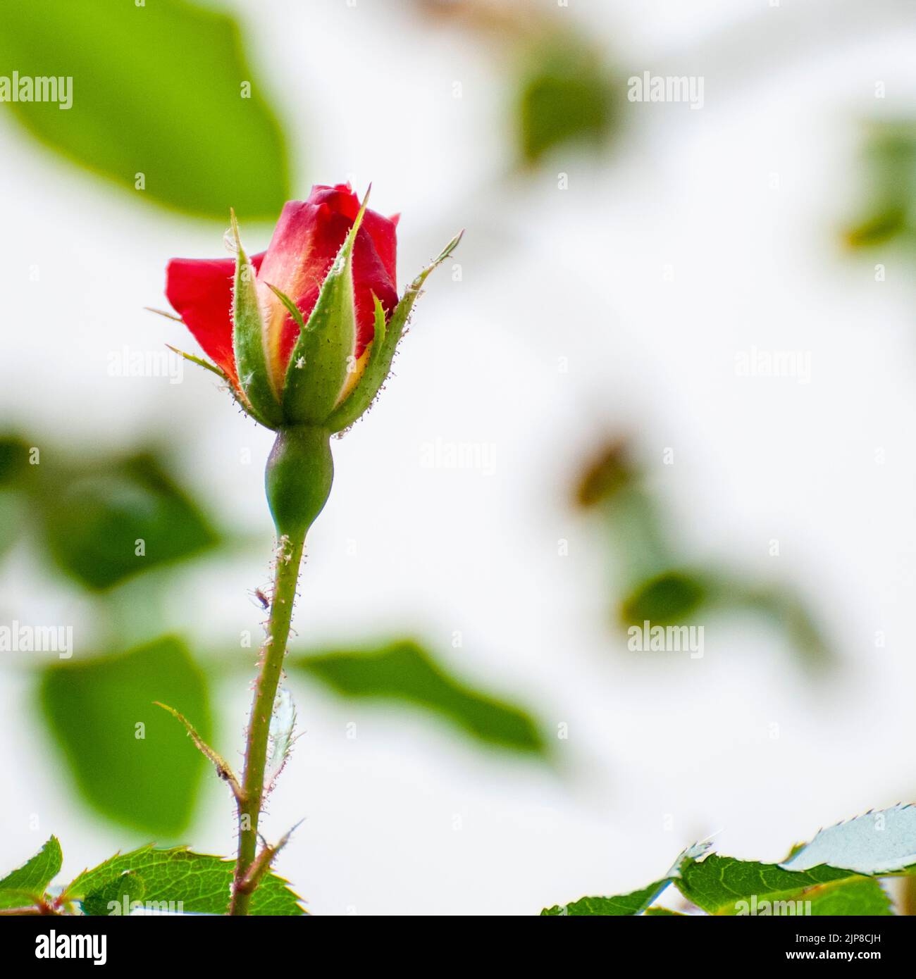 Un gruppo di afidi di rosa (Macrosiphon rosae) su un gambo di rosa [var. Cocktail]. Conosciuto come pidocchi della pianta, afidi sono alimentatori specializzati della pianta che succhiano il s Foto Stock