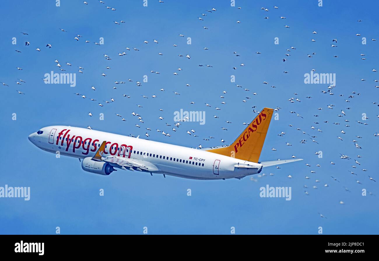TC-CPY Pegasus Boeing 737-800 in volo circondato da un gregge di uccelli Foto Stock