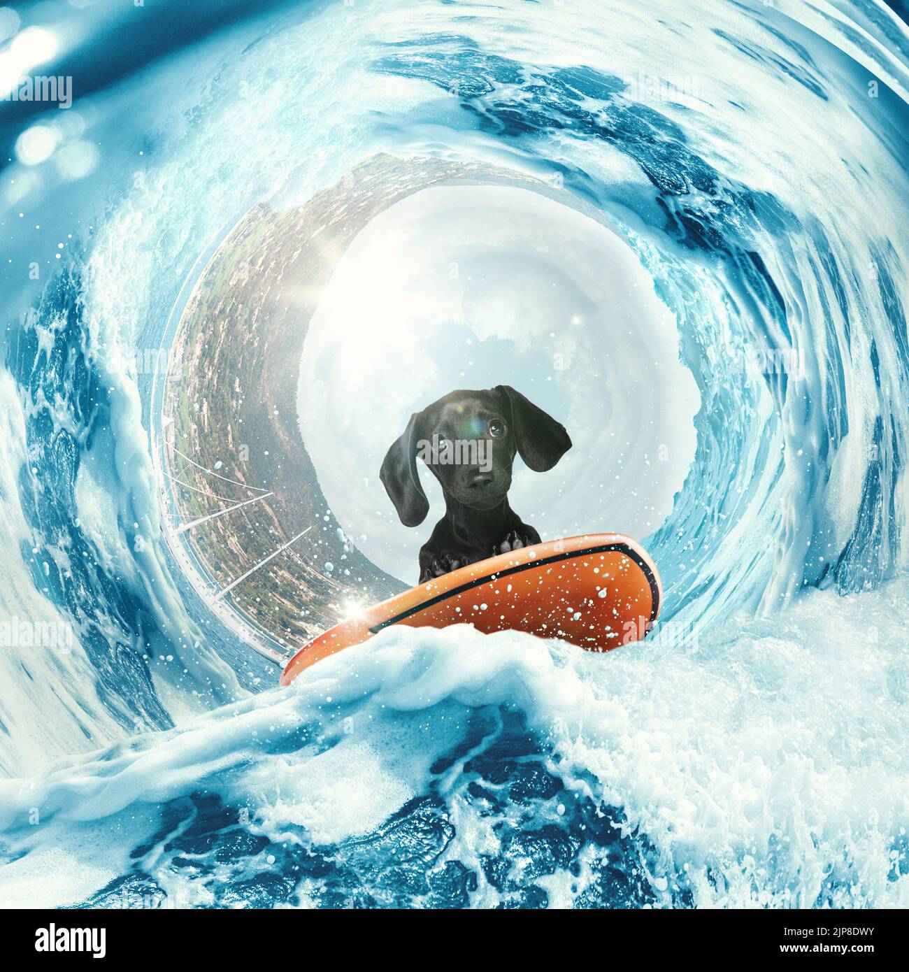 Collage con carino dachshund cucciolo surf in onda in mare o in mare durante le vacanze estive con colorata catena di fiori. Concetto di riposo, sport, avventure Foto Stock