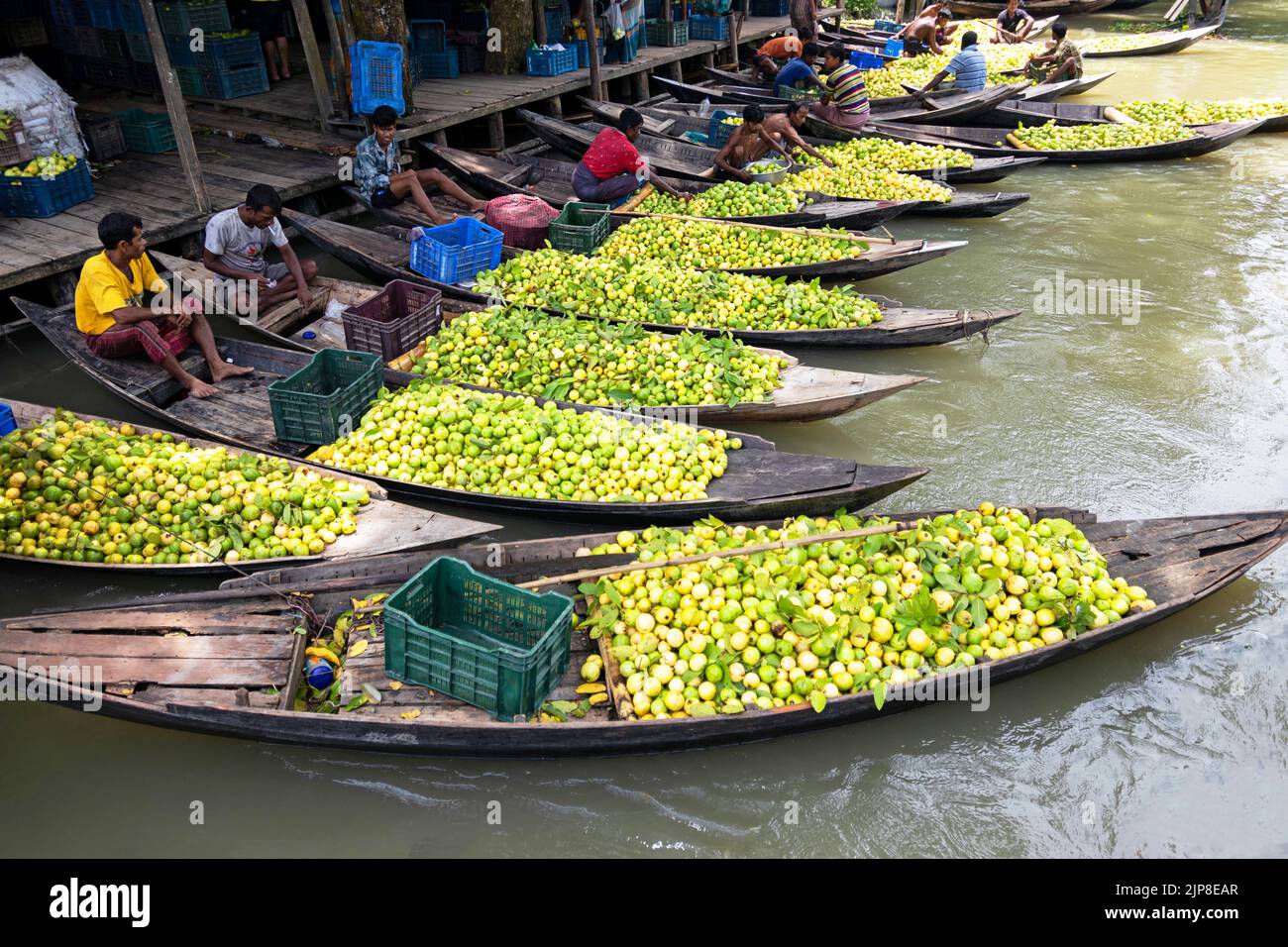 Barisal, Barisal, Bangladesh. 16th ago, 2022. Un mercato di guava galleggiante nel quartiere Barisal meridionale del paese, noto come ''la Venezia del Bengala'', è ora in grande fermento con acquirenti e venditori a Swarupkathi, Barisal, Bangladesh, mentre il raccolto di guava è in cima. Ci sono centinaia di barche piene di guava e tutti i commerci avvengono sulle barche. Le guave sono coltivate in frutteti che si trovano lungo il fiume e sono trasportate da barche al mercato come l'uso di barche riduce i costi di trasporto per gli agricoltori. Barisal è particolarmente noto per Guava, affettuosamente chiamata la 'Mela del Bengala'. Intorno al 1 Foto Stock