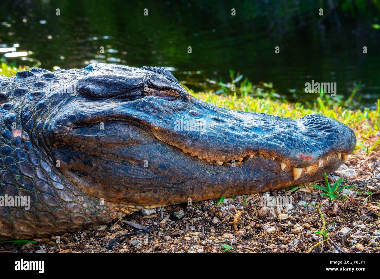 Testa di un alligatore addormentato nelle Everglades, Florida Foto Stock