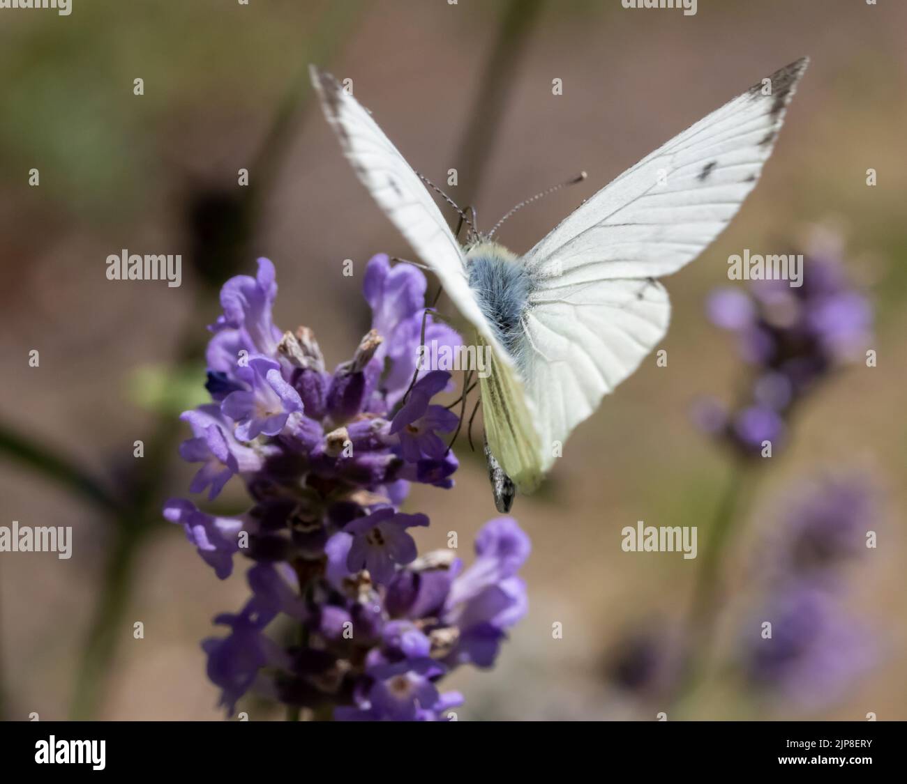 Una farfalla bianca di cavolo con le ali ondulate sta alimentando su un fiore di Lavanda. Foto Stock