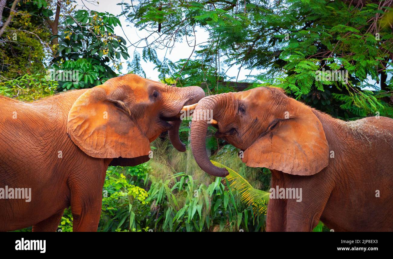 Due elefanti africani combattono Foto Stock