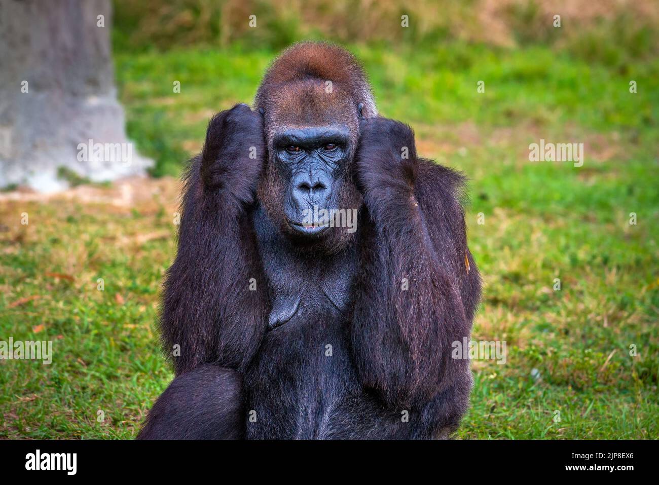 Grande gorilla occidentale di pianura Foto Stock