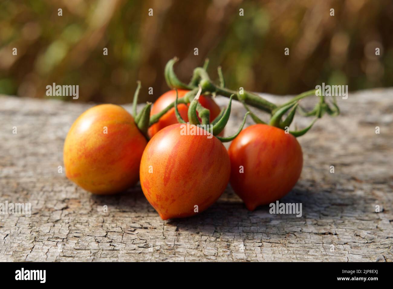 Pomodori da orto, varietà: Pomodoro rotondo rosso zebra (vecchia varietà). Foto Stock