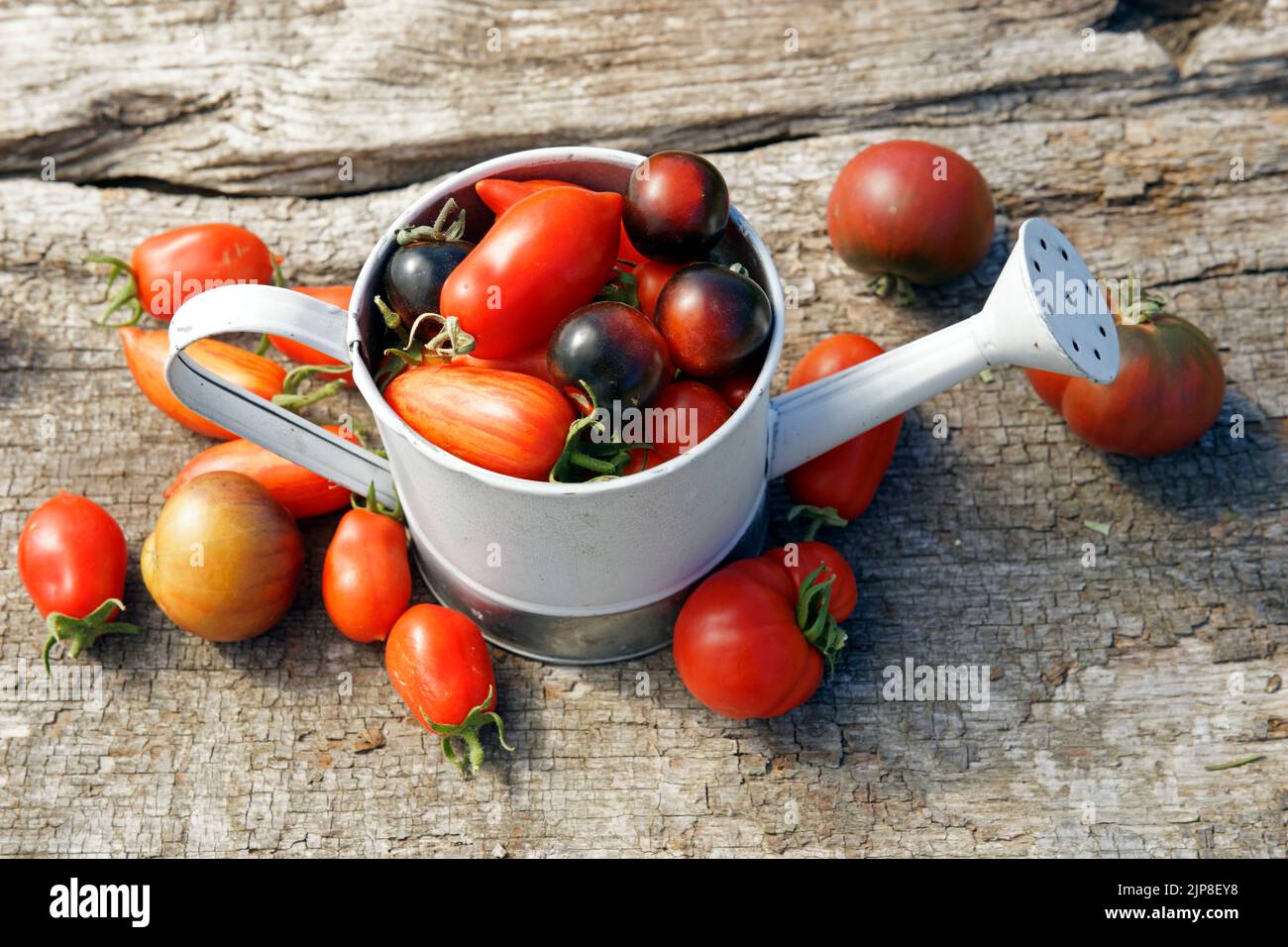 Pomodori da giardino, pomodori da giardino in una piccola annaffiatura lattina Foto Stock