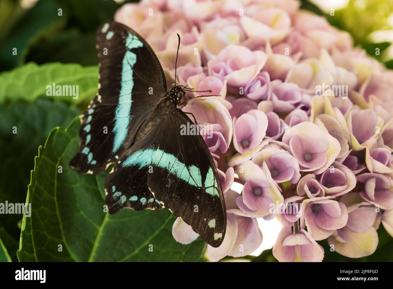 Swallowtail stretto verde-bandito - Papilio nireus, bella grande nutefly da prati e giardini africani, Uganda. Foto Stock