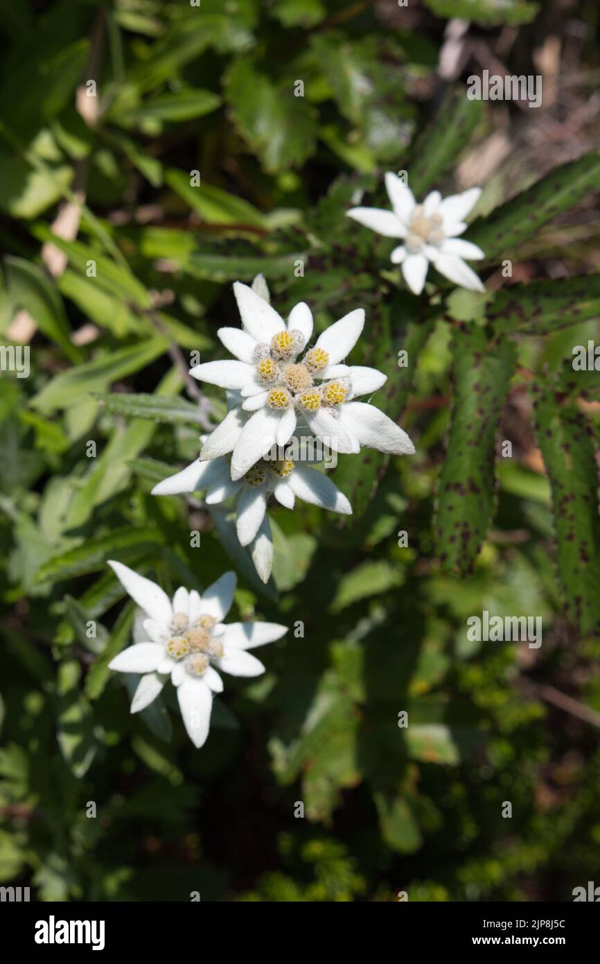 Fiori bianchi giapponesi di Edelweiss che crescono nel selvaggio Foto Stock