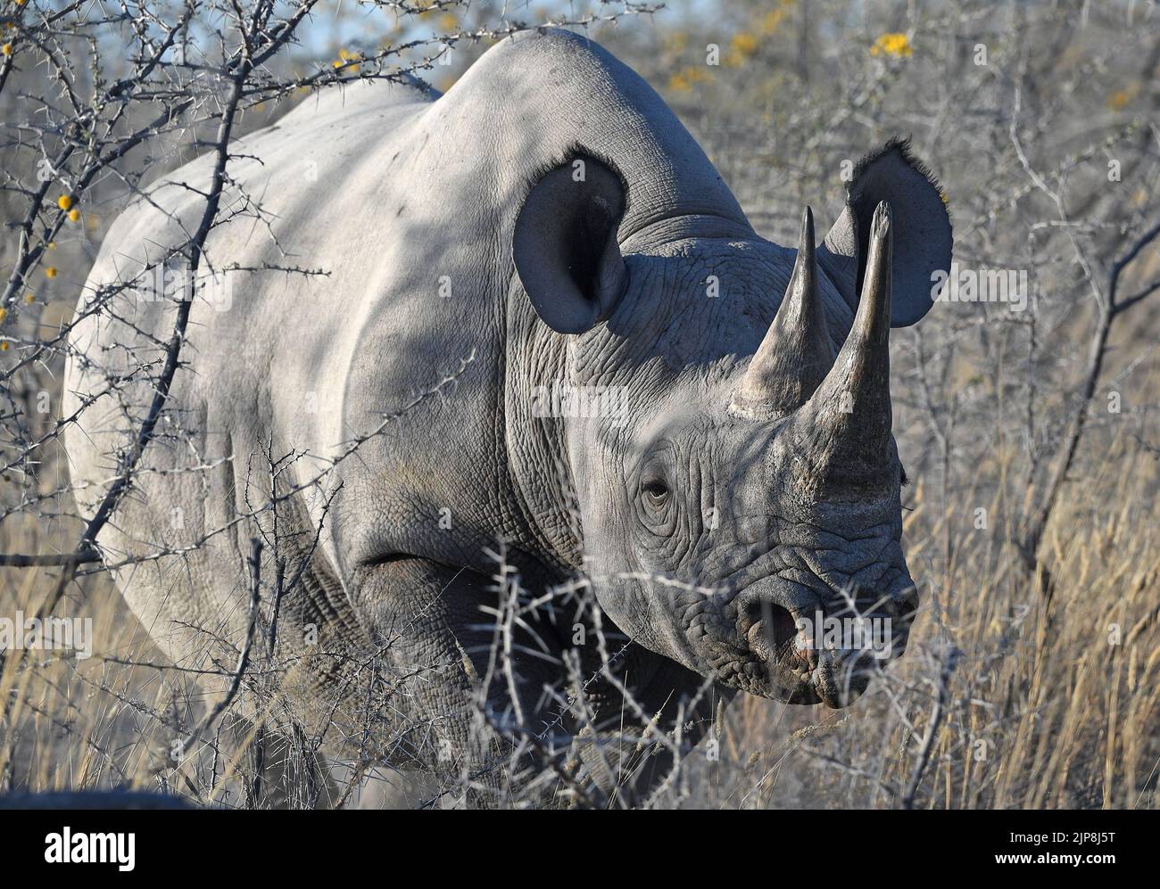 Windhoek. 15th ago, 2022. Un rinoceronte è raffigurato nel Parco Nazionale Etosha in Namibia, 15 agosto 2022. Credit: Notizie dal vivo su Chen Cheng/Xinhua/Alamy Foto Stock