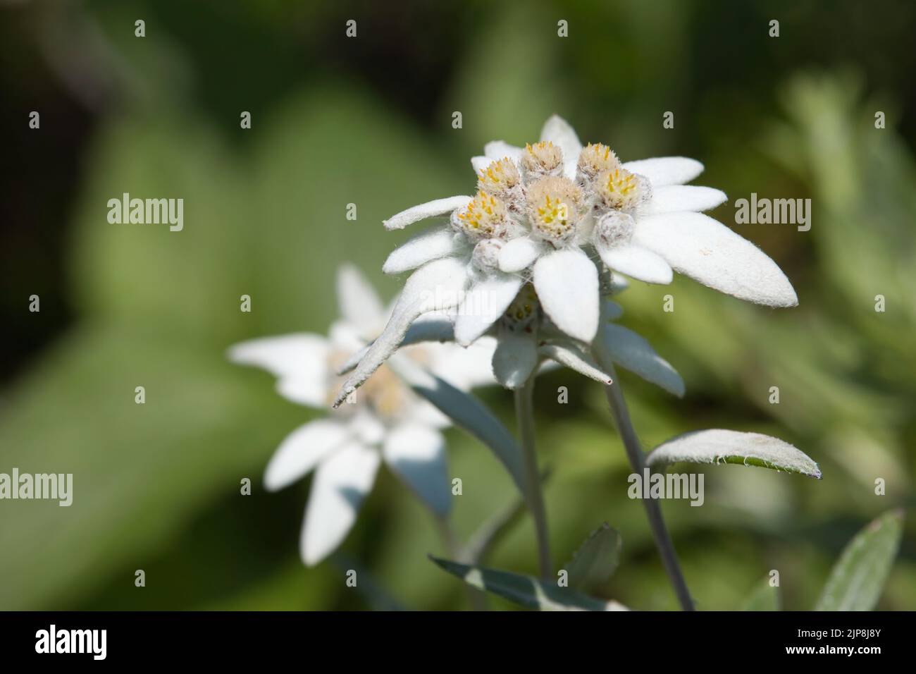 Primo piano di fiori bianchi giapponesi Edelweiss Foto Stock