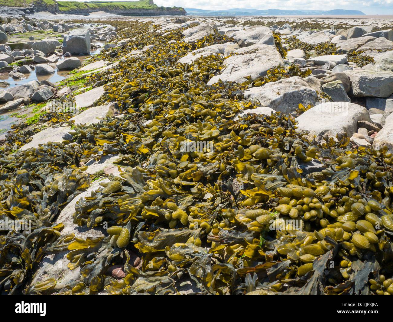 Le alghe di Bladderwrack ricoprono rocce con la bassa marea Foto Stock