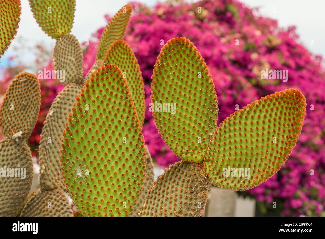 Stelo a foglia Cactus Foto Stock