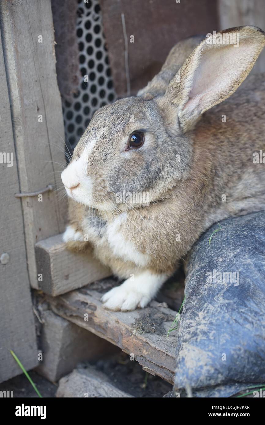 Un colpo verticale di un coniglio gigante fiammingo seduto sul legno Foto Stock