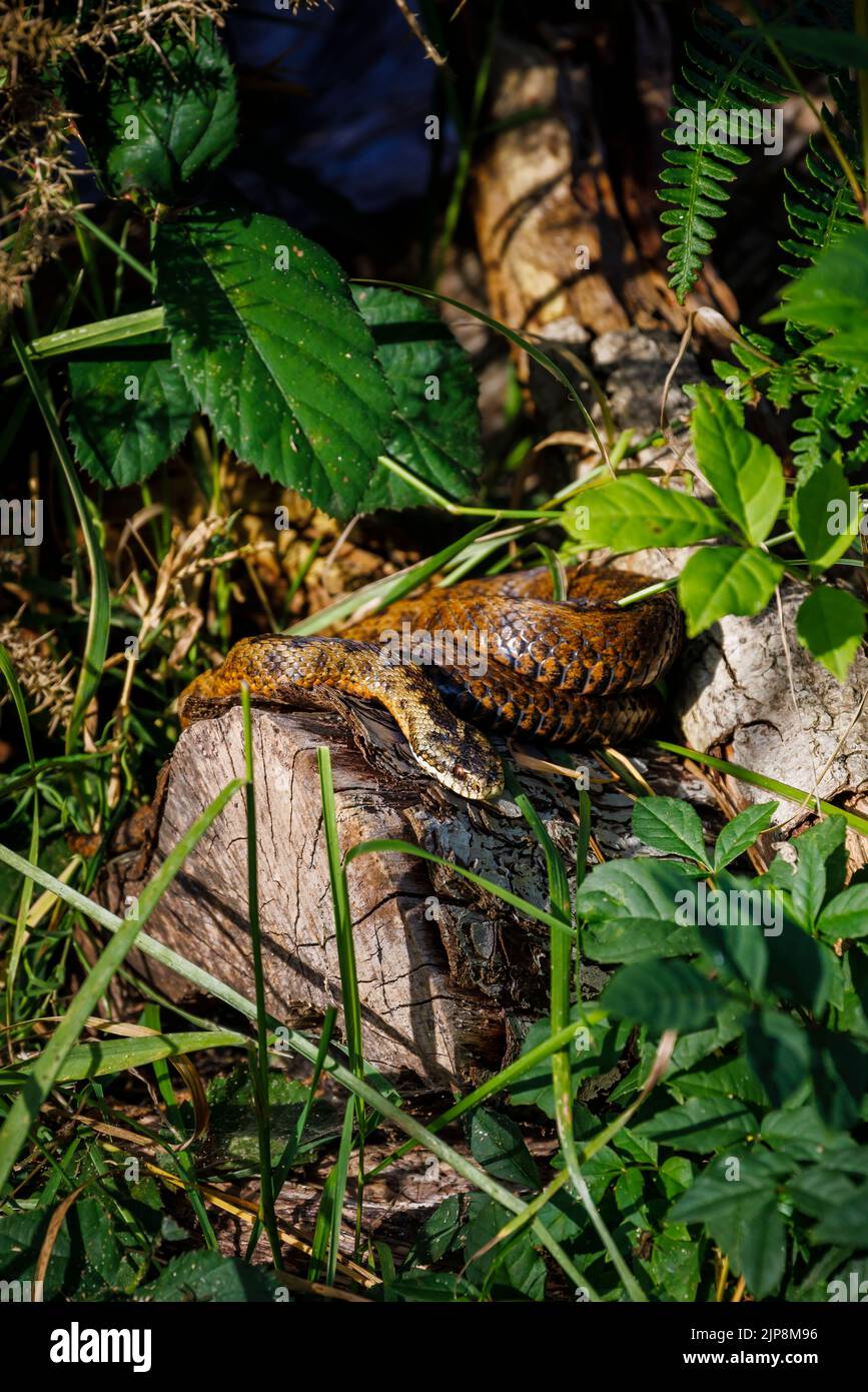 Un sommatore europeo comune (Vipera berus), l'unico serpente velenoso del Regno Unito, avvolto a spirale alla luce del sole su un log in sottobosco Foto Stock