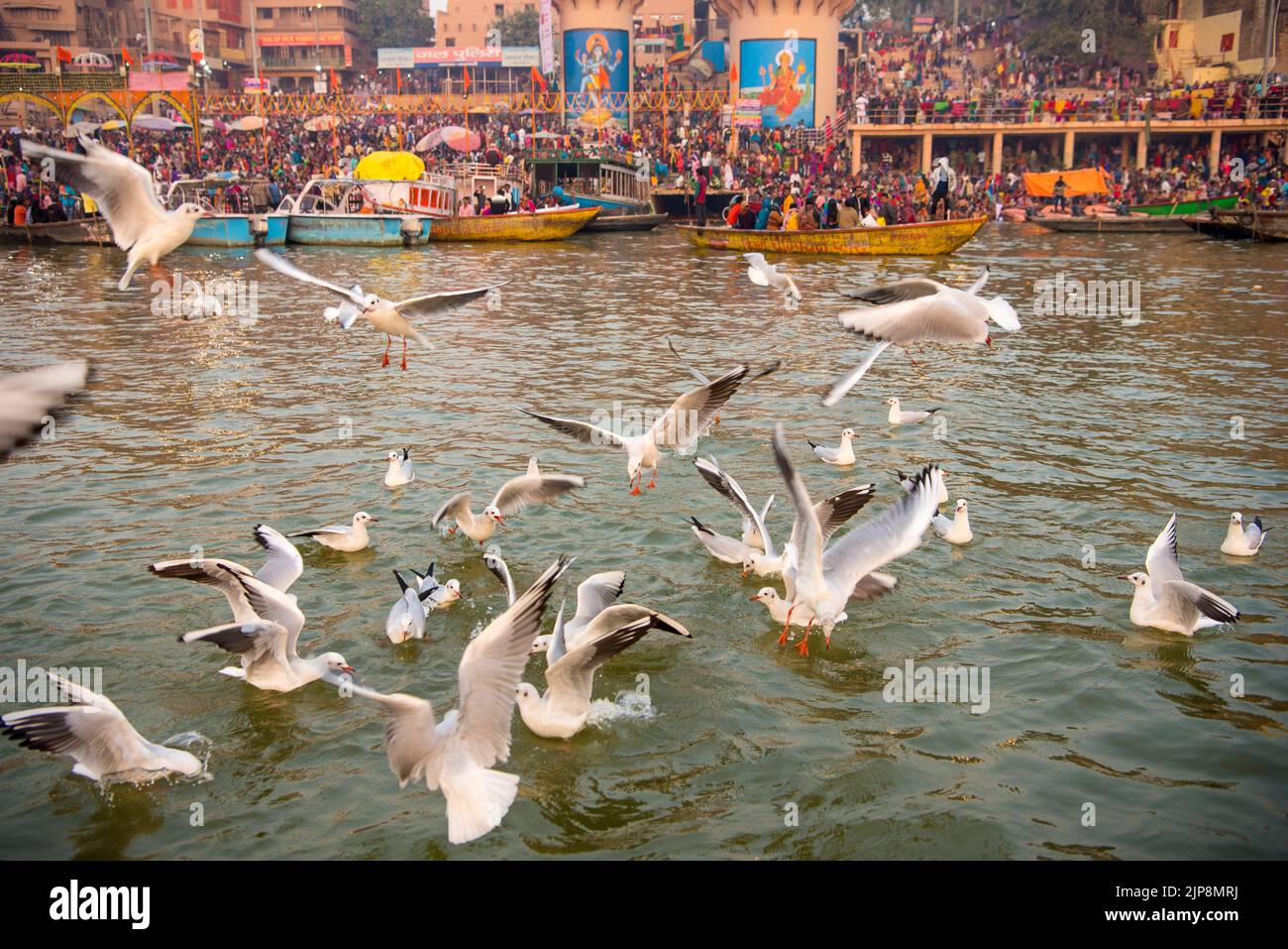 Alimentazione dei gabbiani, Ganga River Ganges, Varanasi, Banaras, Benaras, Kashi, Utttar Pradesh, India Foto Stock