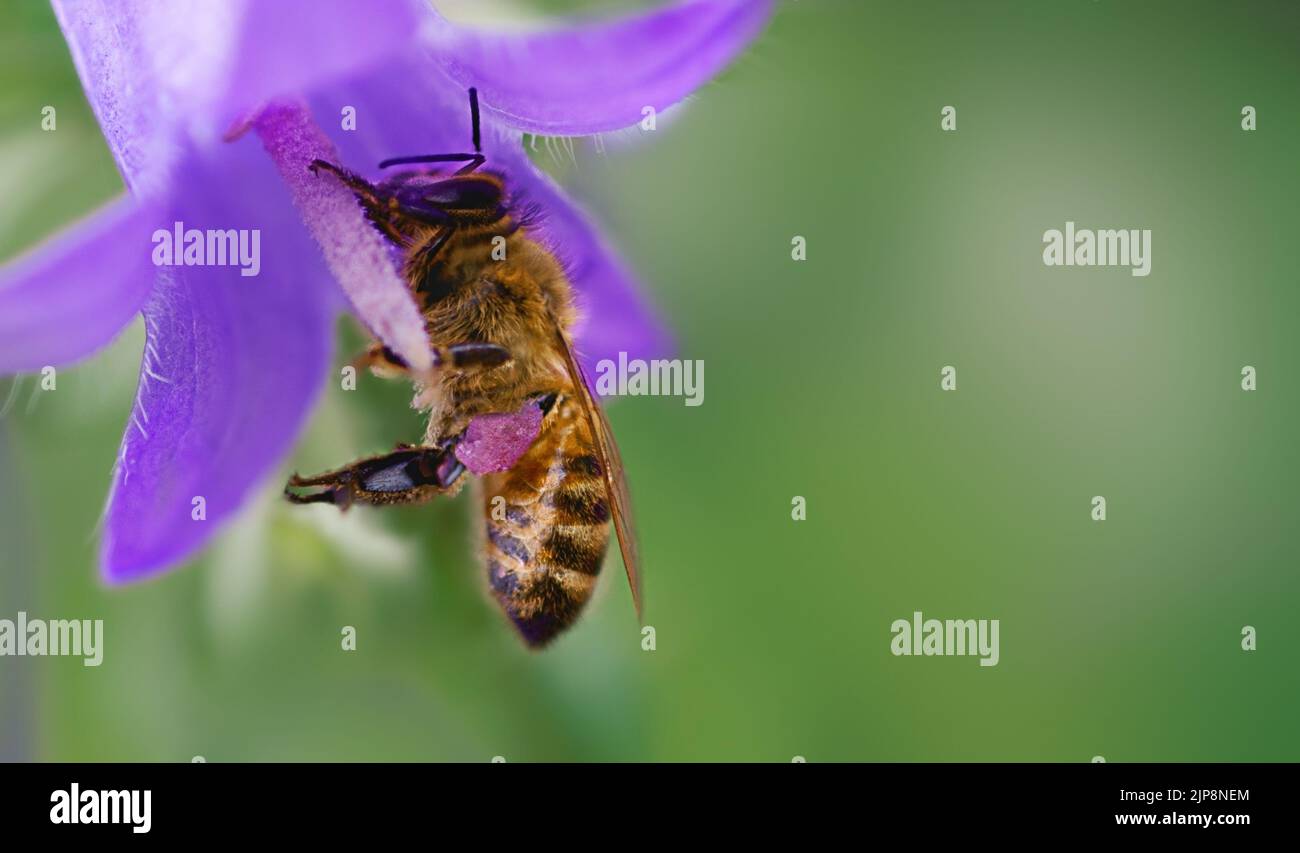 una bella ape siede su un fiore di bluebell e raccoglie il miele Foto Stock