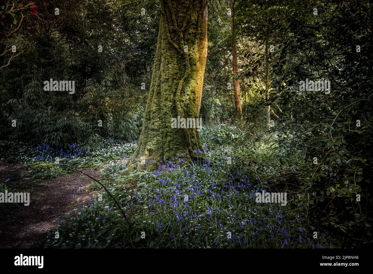 Un tronco di albero coperto di muschio che cresce accanto ad un sentiero troppo cresciuto nel subtropicale selvaggio; Penjjick Garden in Cornovaglia. Penjerrick Garden è riconosciuto Foto Stock