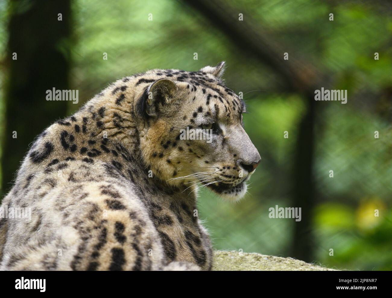 Quello Del Villaggio è Di Leopardi Allevamento di leopardi delle nevi immagini e fotografie stock ad alta
