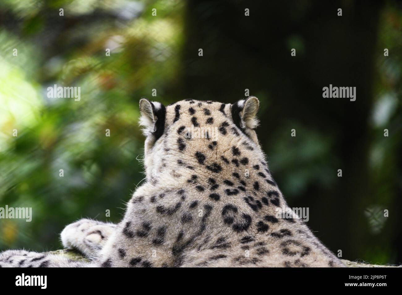 Il leopardo delle nevi (Panthera uncia / uncia uncia), conosciuto anche come l'oncia, è visto al Padmaja Naidu Himalayan Zoological Park (PNHZP) a Darjeeling, Bengala Occidentale. Questo zoo ad alta quota più grande dell'India (7.000 metri). Il PNHZP è l'unico zoo al mondo per la conservazione e l'allevamento dei leopardi della neve in cattività. Il leopardo della neve è un vulnerabile IUCN Red elencato grande gatto asiatico a capelli lunghi e una delle specie più enigmatiche del pianeta. Indicato dagli abitanti del luogo come i "fantasmi di montagna", nativo delle catene montuose dell'Asia centrale e meridionale. India. Foto Stock