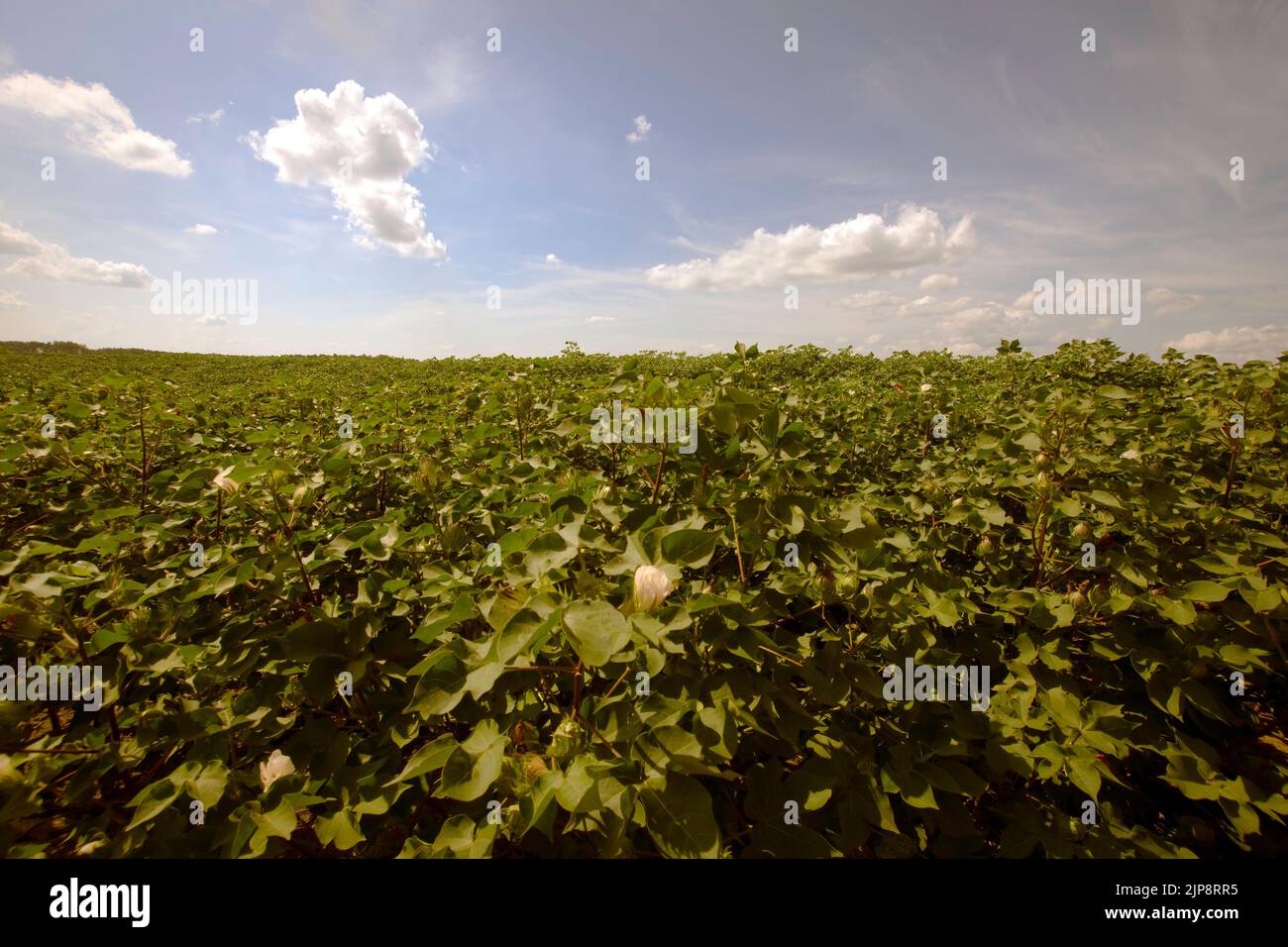 Sfondo paesaggistico di un campo di cotone commerciale (Gossypium hirsutum) nella Georgia meridionale con cielo blu e nuvole. Foto Stock