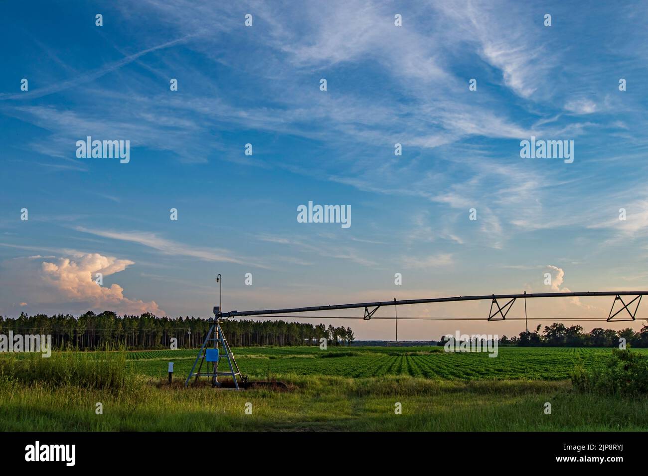 Bellissimo paesaggio agricolo di un impianto di irrigazione centrale a perno in un campo di arachidi (Arachis hypogaea) al tramonto nella Georgia meridionale, USA. Foto Stock