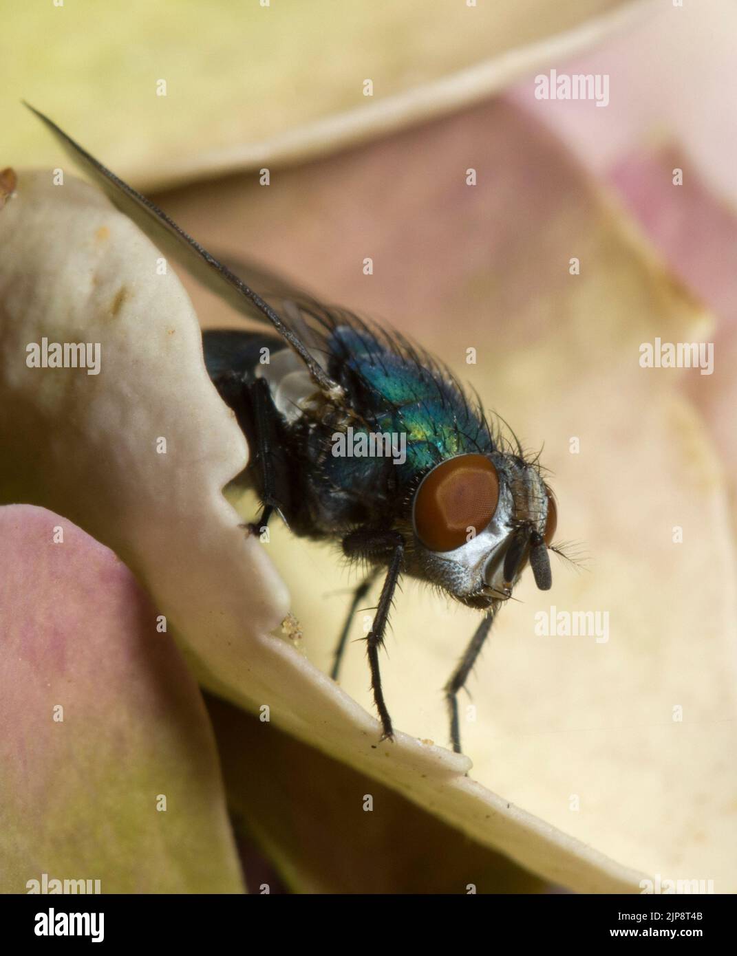 Greenbottle Fly Lucilia Caesar primo piano Foto Stock