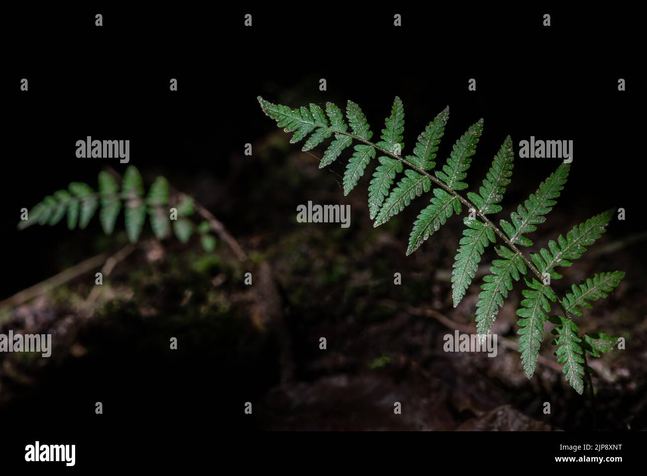 Athyrium filix-femina (Fern) Foto Stock