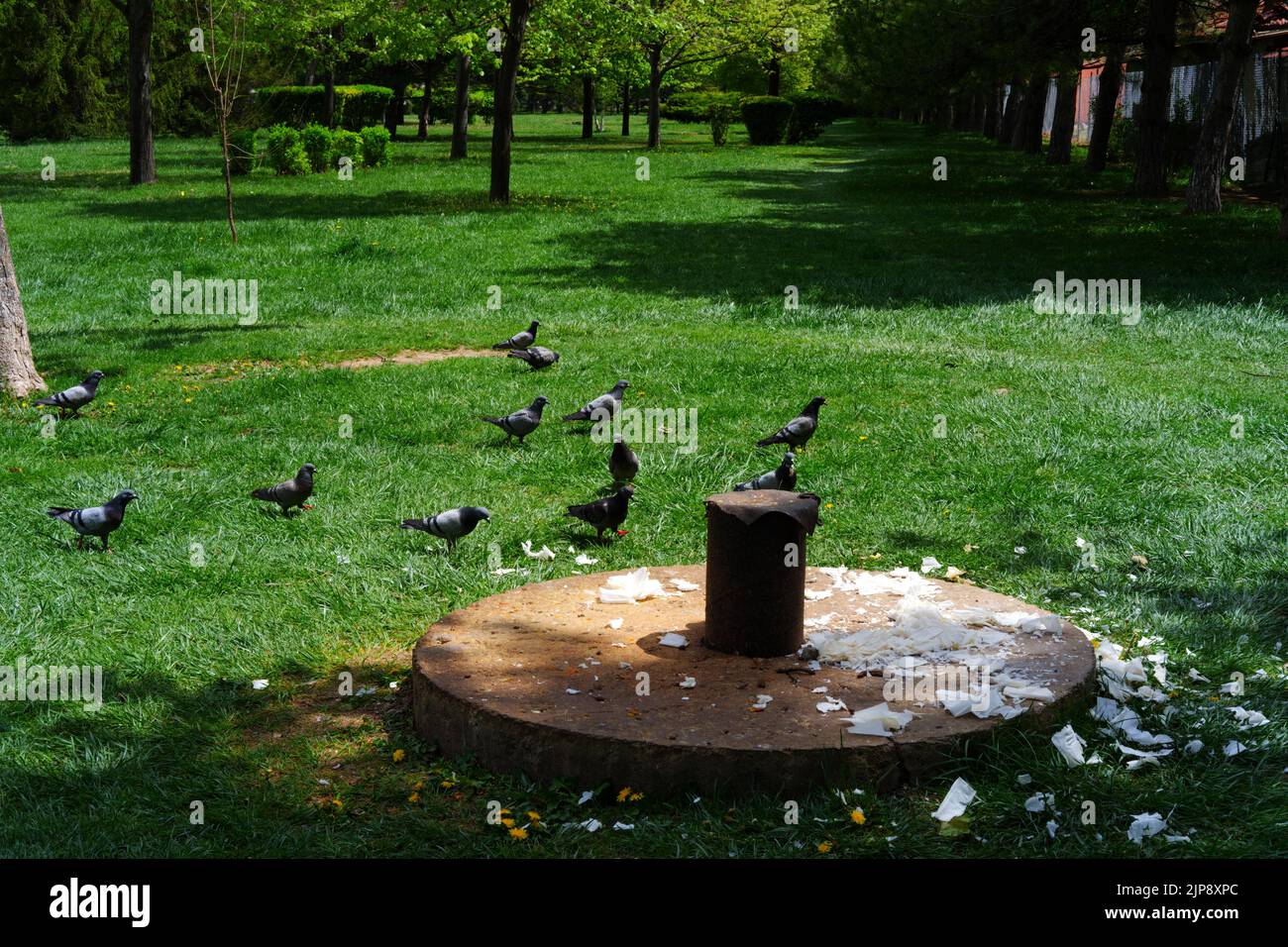 Piccioni su erba blu scuro all'ombra della natura Foto Stock