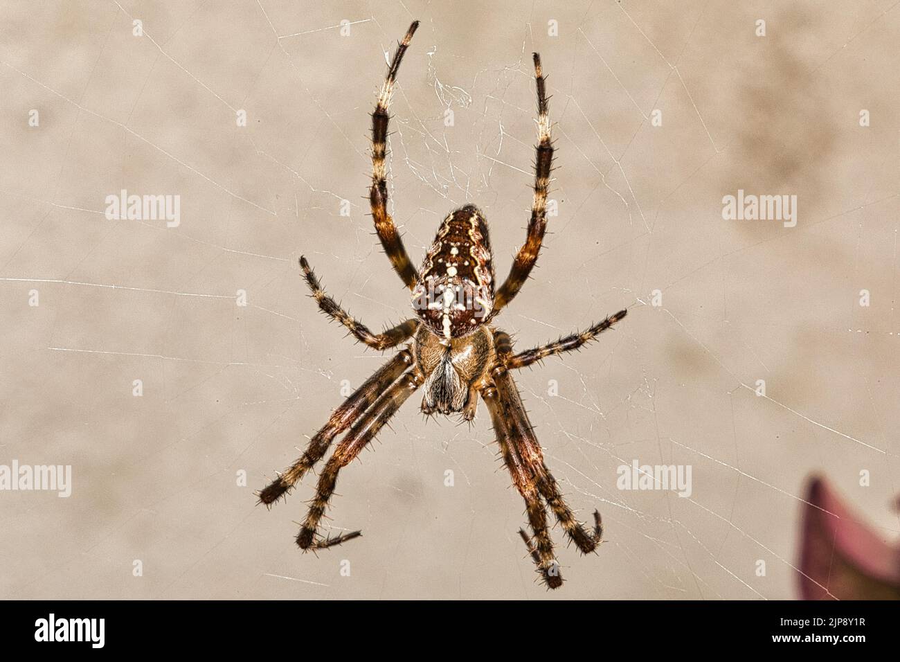 Spinne im Netz Foto Stock