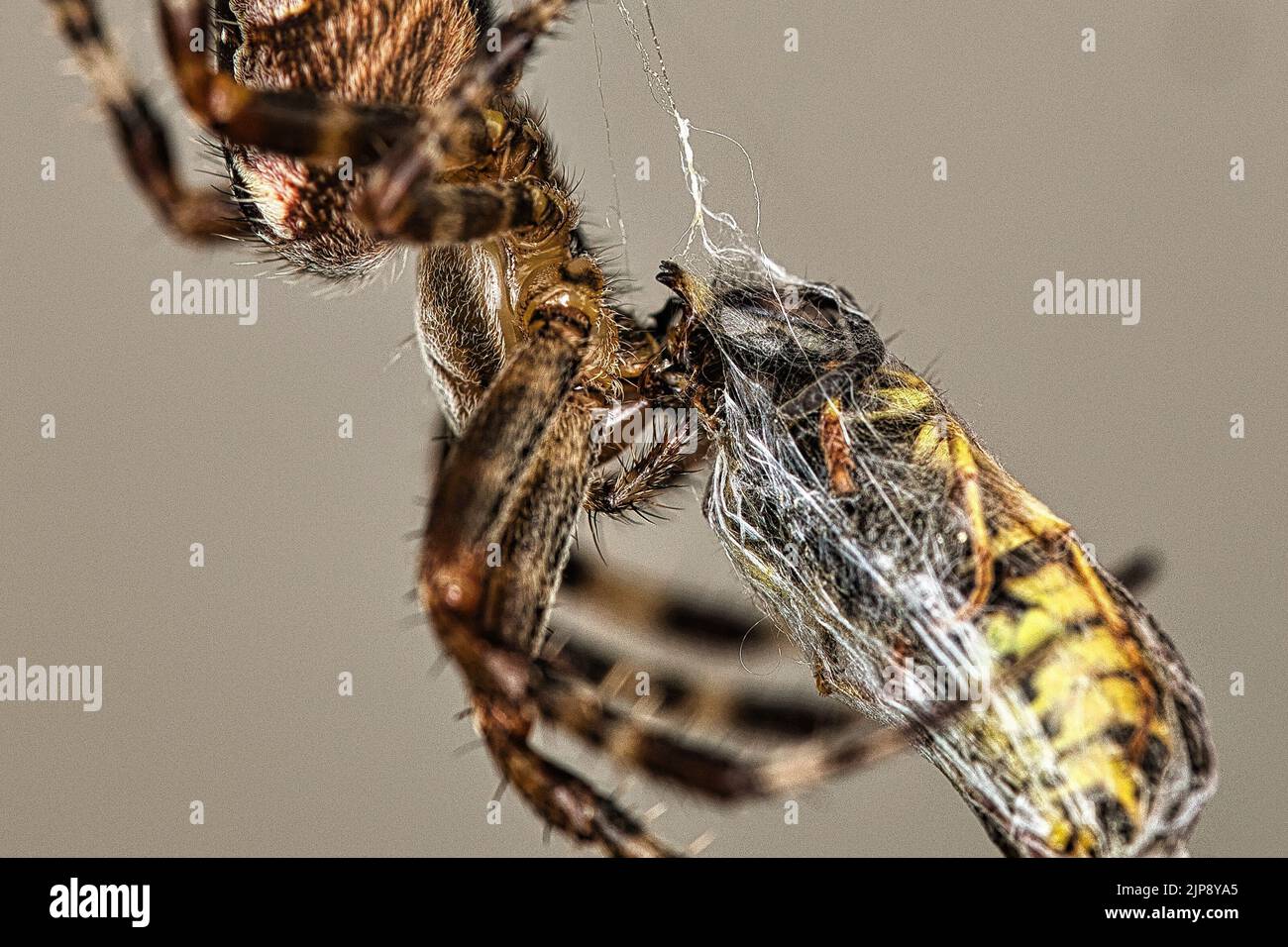 Spinne fängt Wespe Foto Stock