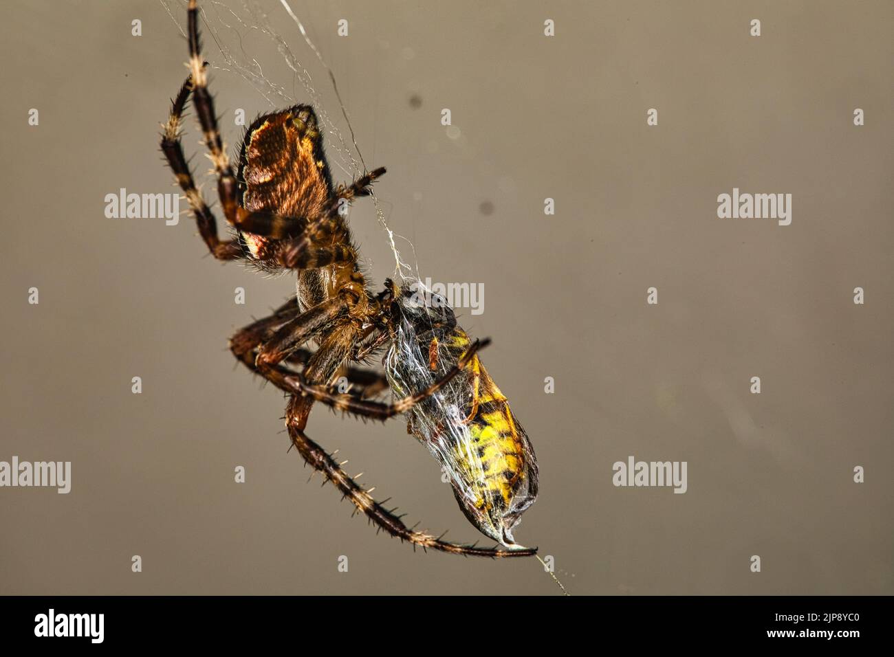 Spinne fängt Wespe Foto Stock
