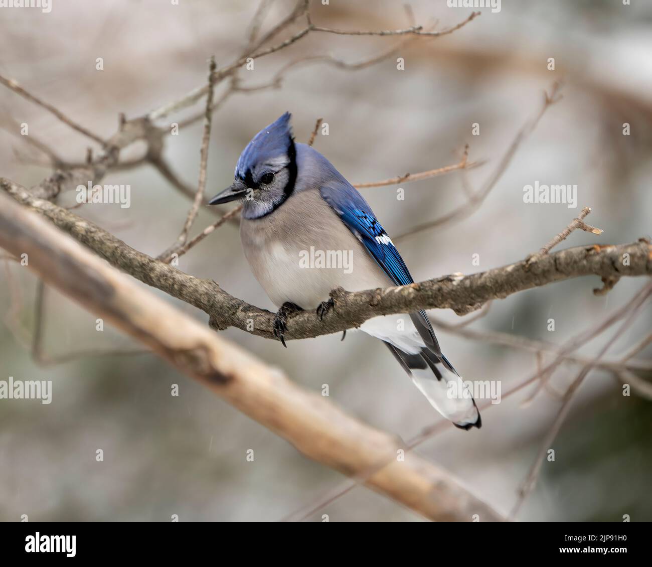 Blue Jay uccello primo piano appollaiato su un ramo con uno sfondo di foresta sfocata nella stagione invernale ambiente e habitat che mostra piuma blu. Jay. Foto Stock