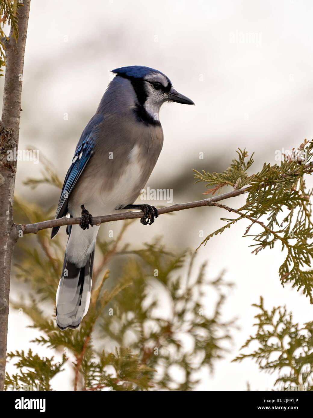 Primo piano Blue Jay arroccato su un ramo di cedro con uno sfondo di foresta sfocato nell'ambiente della foresta e habitat che mostra piumaggio di piume blu. Jay. Foto Stock