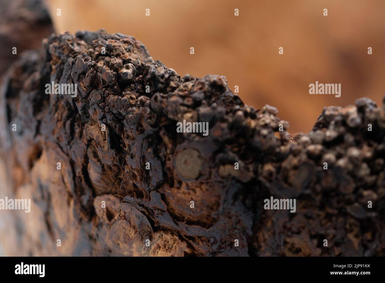 Rovere Burr / Burl ciotola o piatto di legno fatto a mano tornito con crepe e caratteristiche naturali Foto Stock