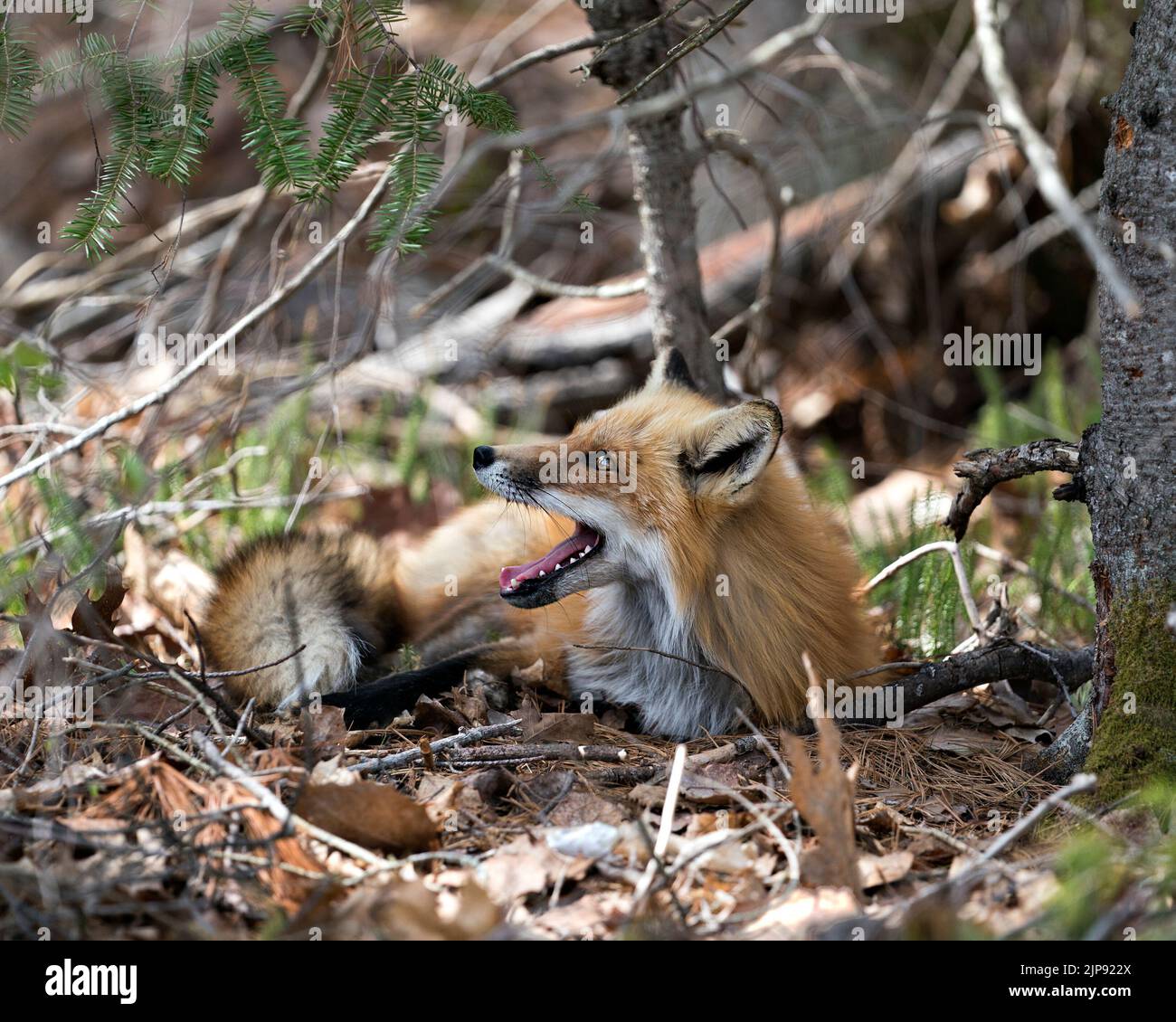 Arrossamento della volpe rossa con bocca aperta, denti, lingua, coda della volpe, pelliccia, nel suo ambiente e habitat con uno sfondo sfocato. Immagine Fox. Immagine. Foto Stock