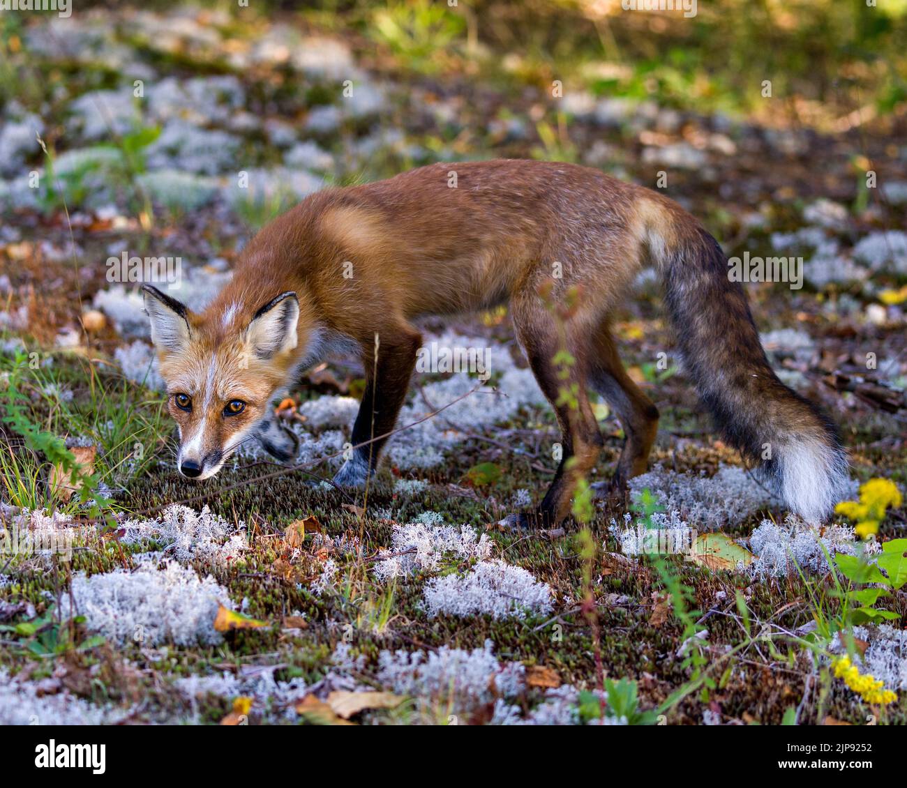 Vista laterale della volpe rossa che guarda la fotocamera con uno sfondo di fogliame sfocato con il suo cappotto estivo in pelliccia nel suo ambiente e habitat circostante. Immagine Fox. Foto Stock