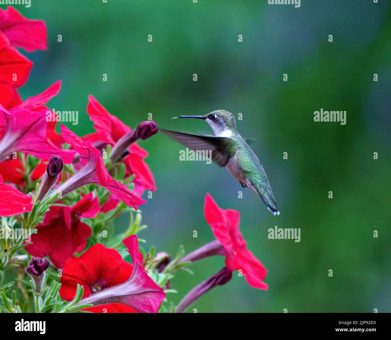Hummingbird rubino gola femmina nutrirsi su petunie con uno sfondo verde nel suo ambiente e habitat circostante mostra apertura alare. Foto Stock