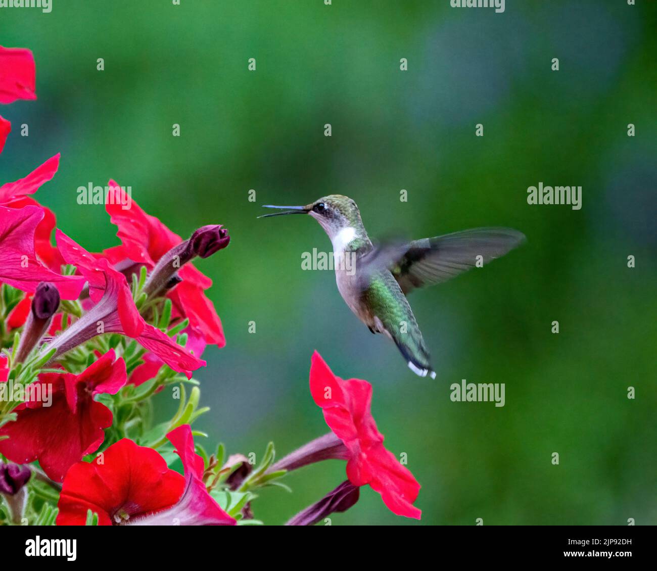 Hummingbird rubino gola femmina nutrirsi su petunie con uno sfondo verde nel suo ambiente e habitat circostante mostra apertura alare. Foto Stock