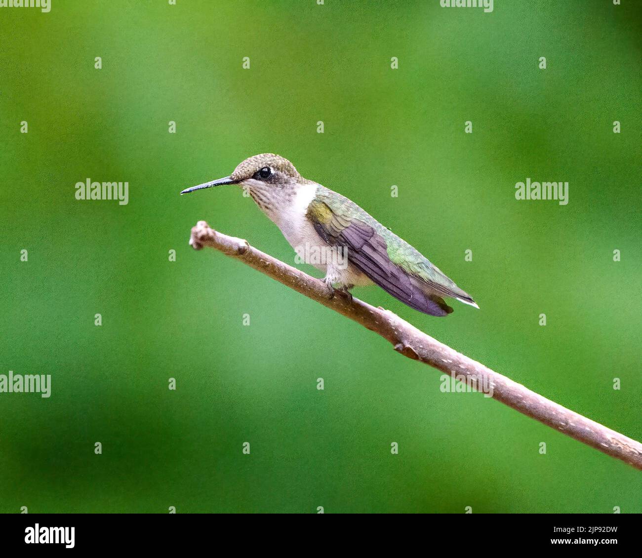 Vista ravvicinata di Hummingbird appollaiata su un ramo che mostra un bellissimo piumaggio di colore verde metallizzato, becco lungo, occhio con uno sfondo verde sfocato Foto Stock