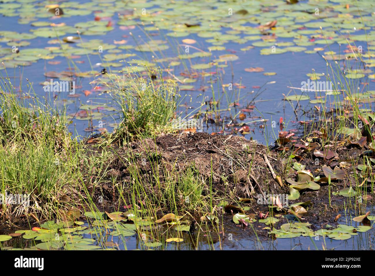 Loon nido vuoto fatto di fango, erba paludosa, fogliame, vegetazione nel laghetto con giglio e acqua. Comune Loon nido vuoto. Foto Stock