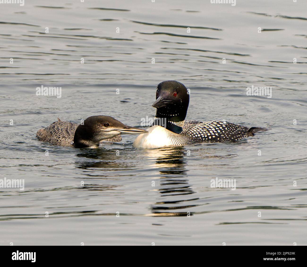 loon comune con il bambino giovane immaturo loon nuoto nel loro ambiente e habitat circostante. Immagine Loon. Verticale. Immagine. Foto Stock