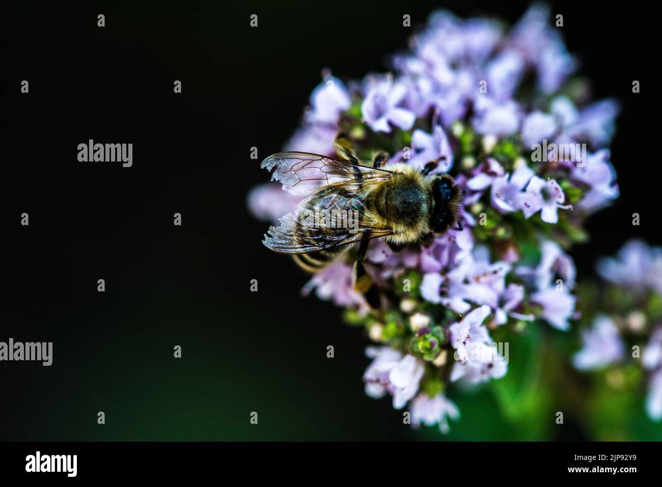 Un'ape raccoglie il polline da un fiore. Un'ape siede su un fiore su uno sfondo sfocato Foto Stock