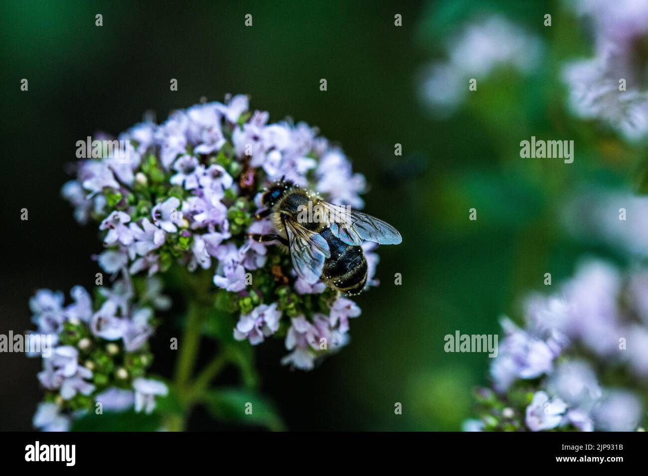 Un'ape raccoglie il polline da un fiore. Un'ape siede su un fiore su uno sfondo sfocato Foto Stock