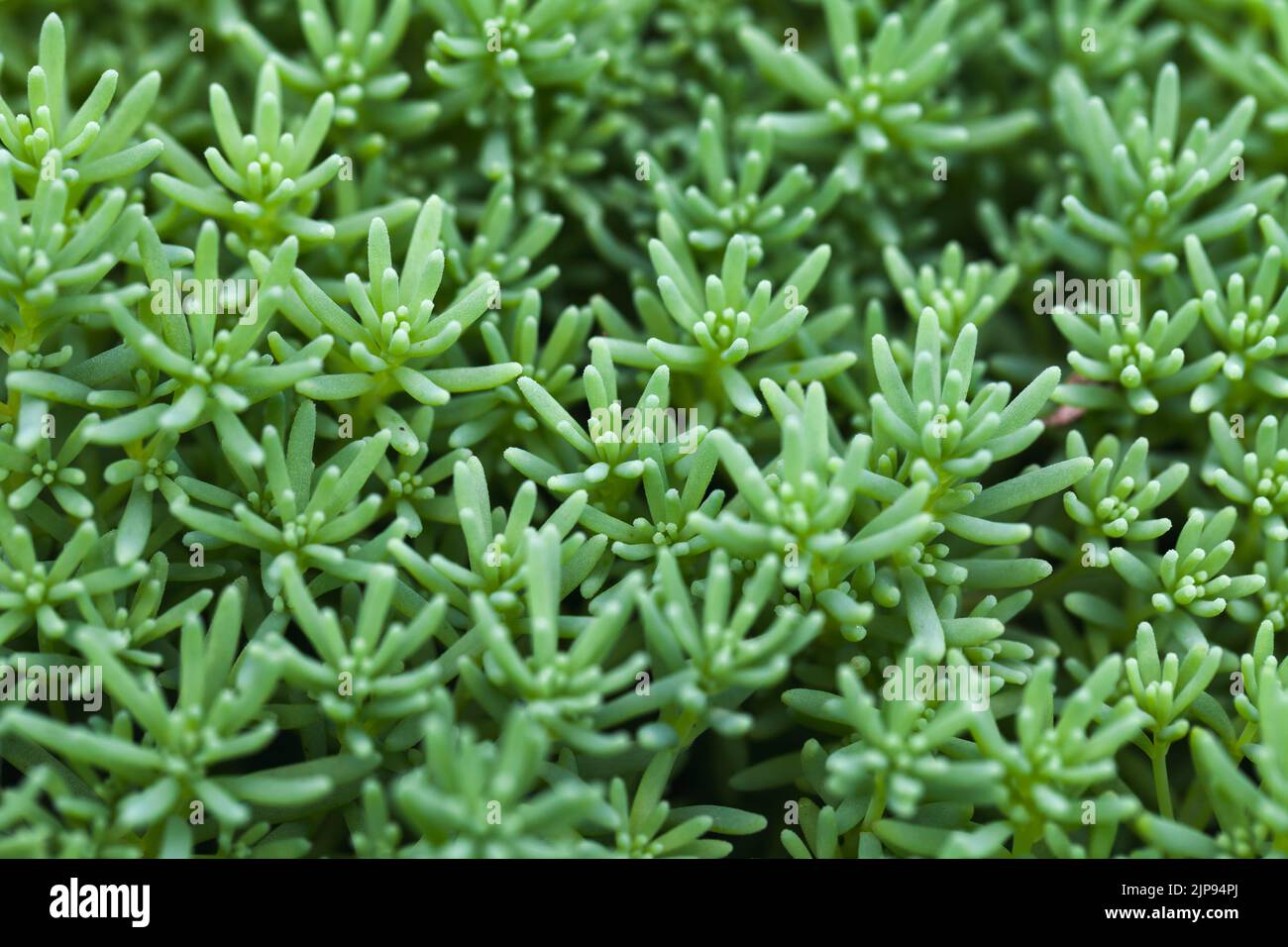 Foto ravvicinata di Sedum hispanicum o di una stonecrop spagnola. Verde succulento pianta macro sfondo Foto Stock