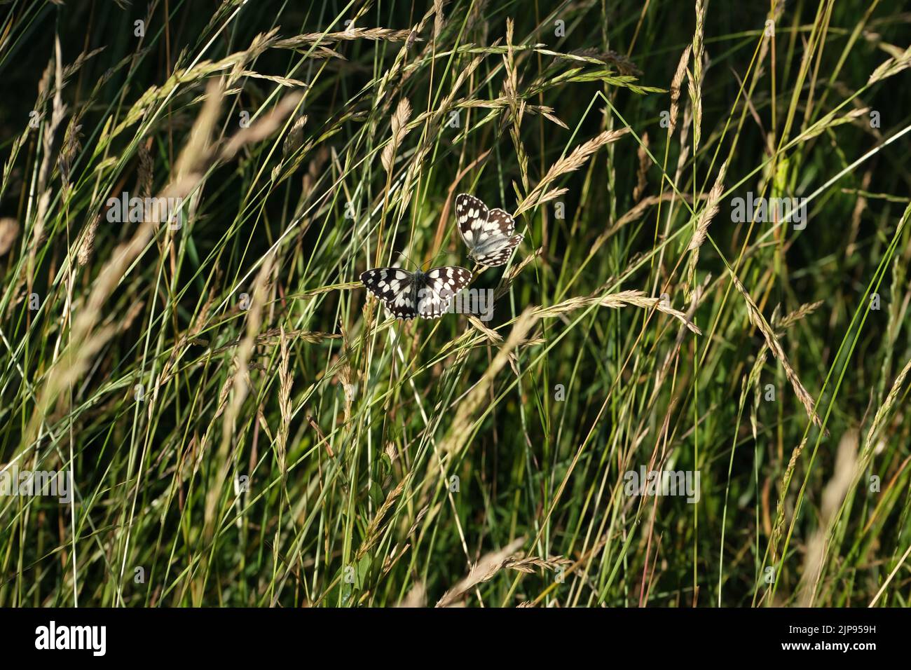 Due farfalle bianche marmorizzate in natura su un prato, bella prateria Foto Stock