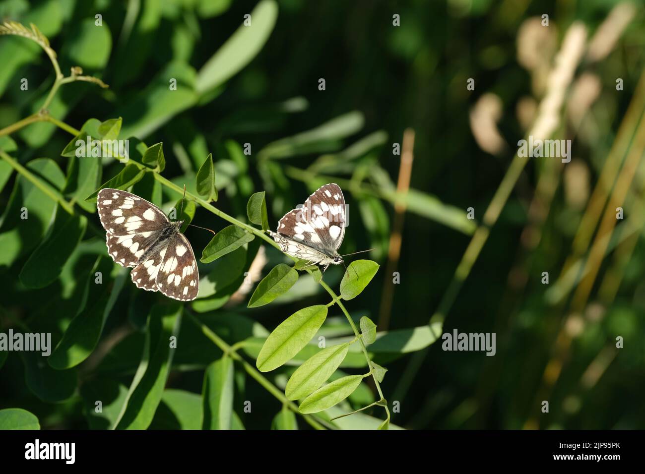 Due farfalle bianche marmorizzate che riposano su una foglia in natura, bella farfalla bianca e nera. Foto Stock